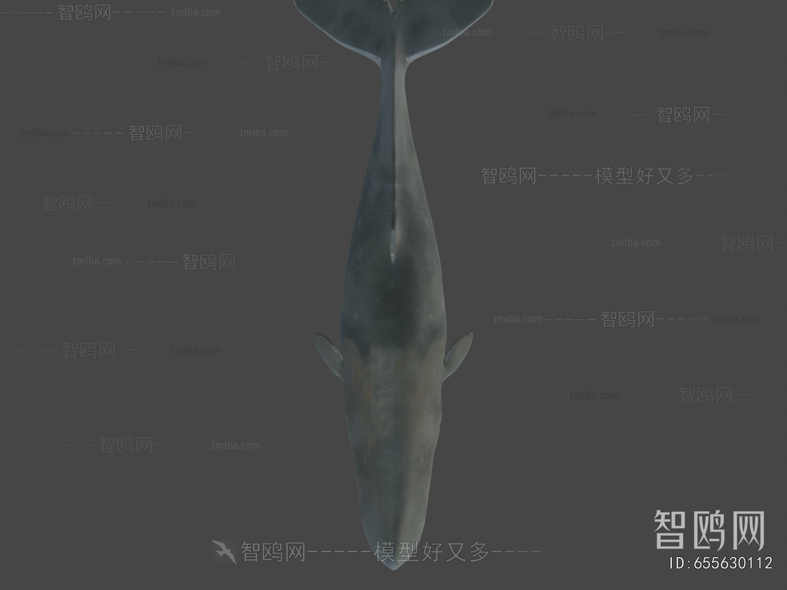 Modern Aquatic Animals