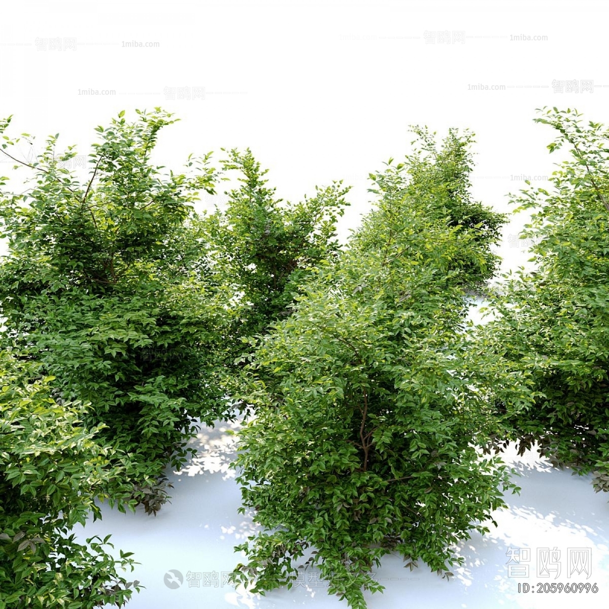 Modern Shrubbery