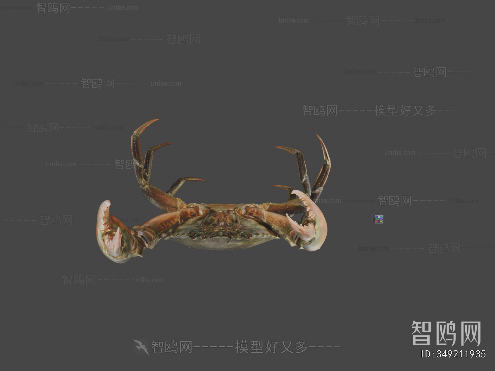 Modern Animal