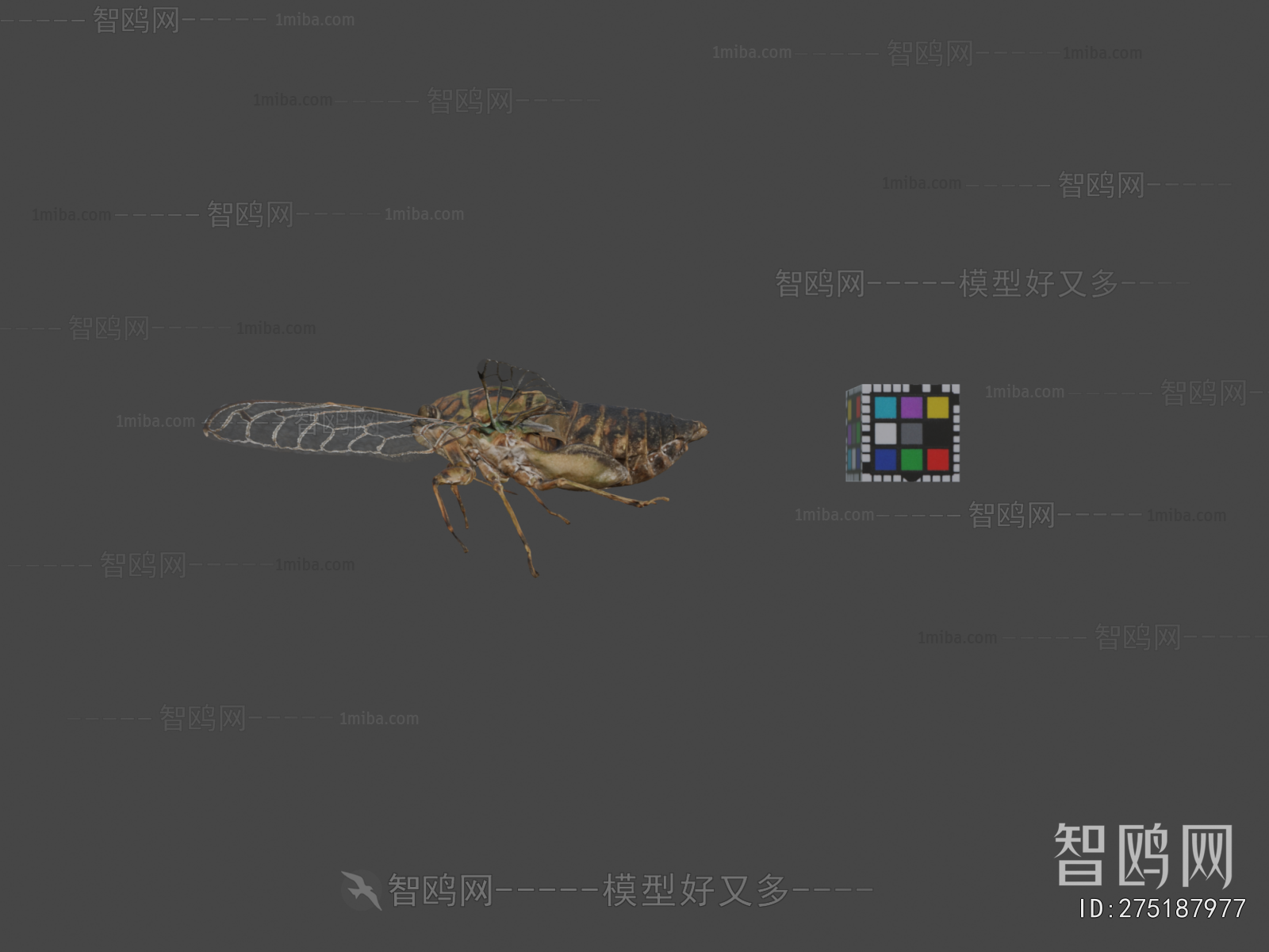 Modern Animal