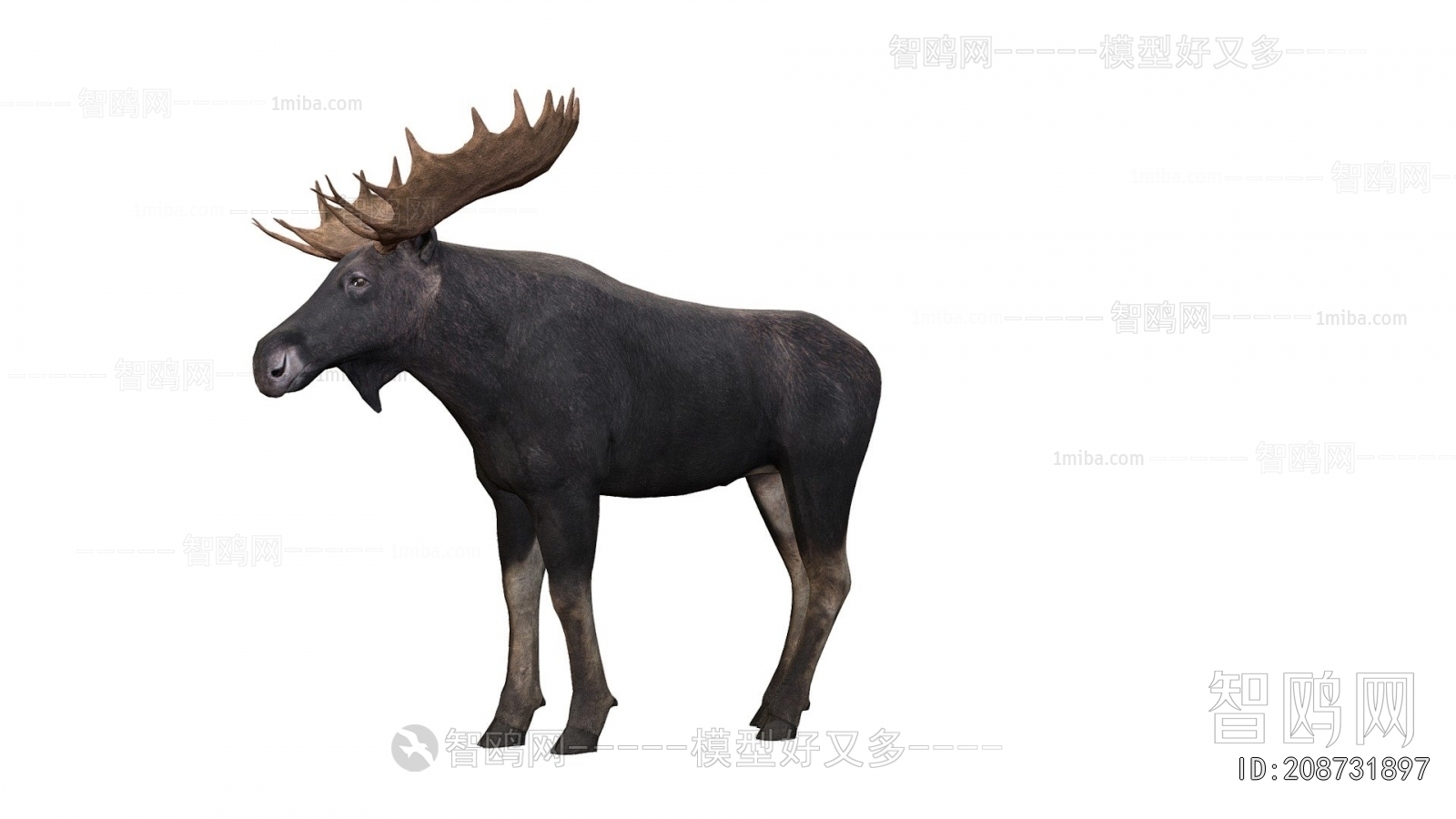 Modern Animal