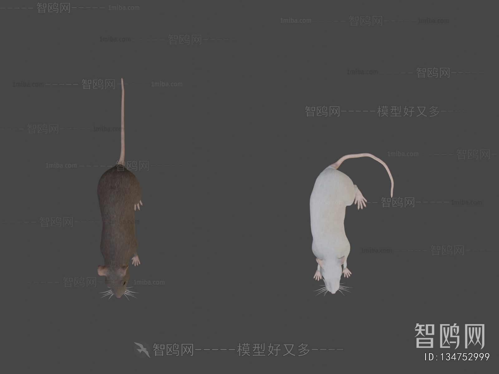 Modern Mammal