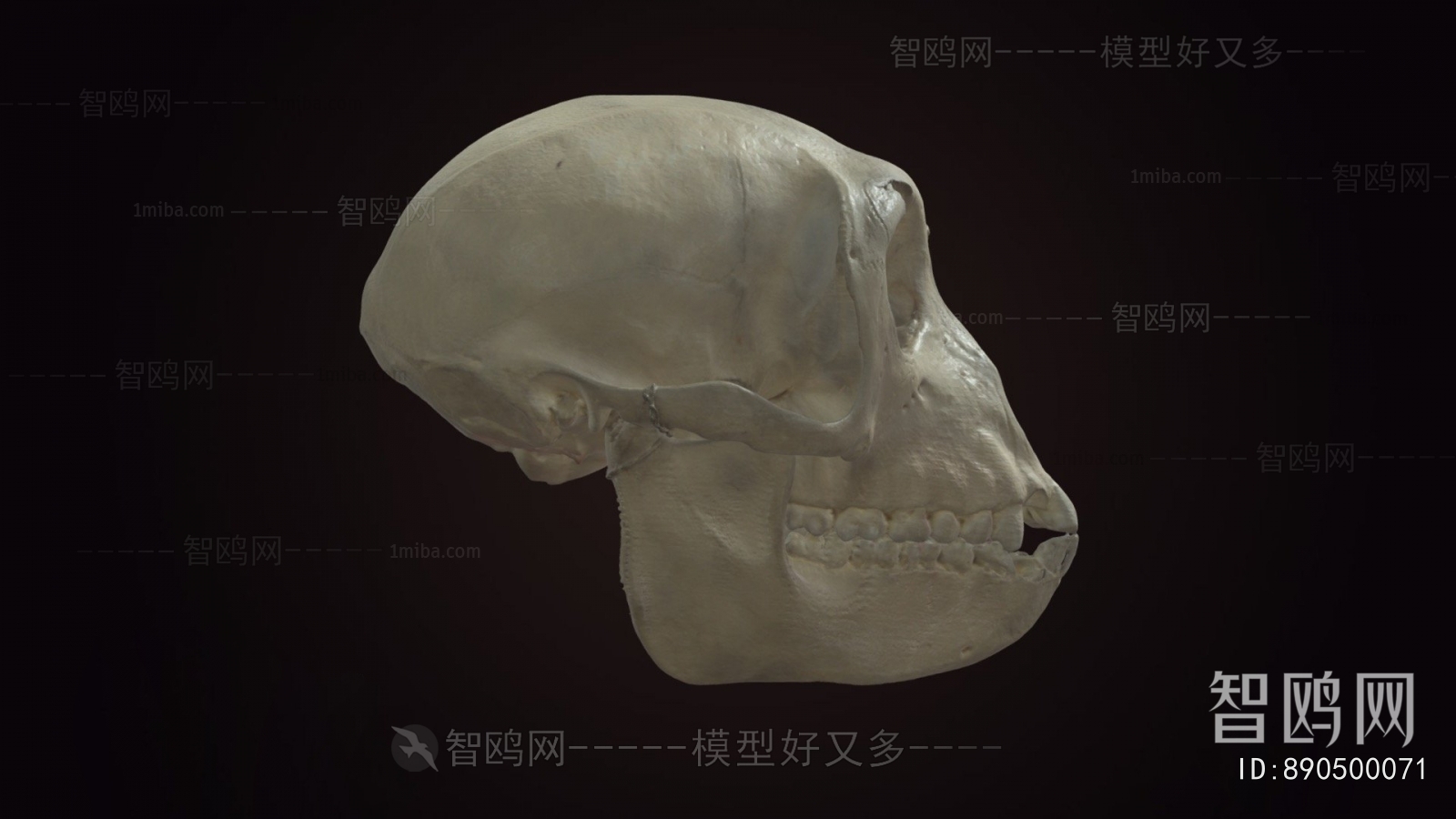 Modern Animal