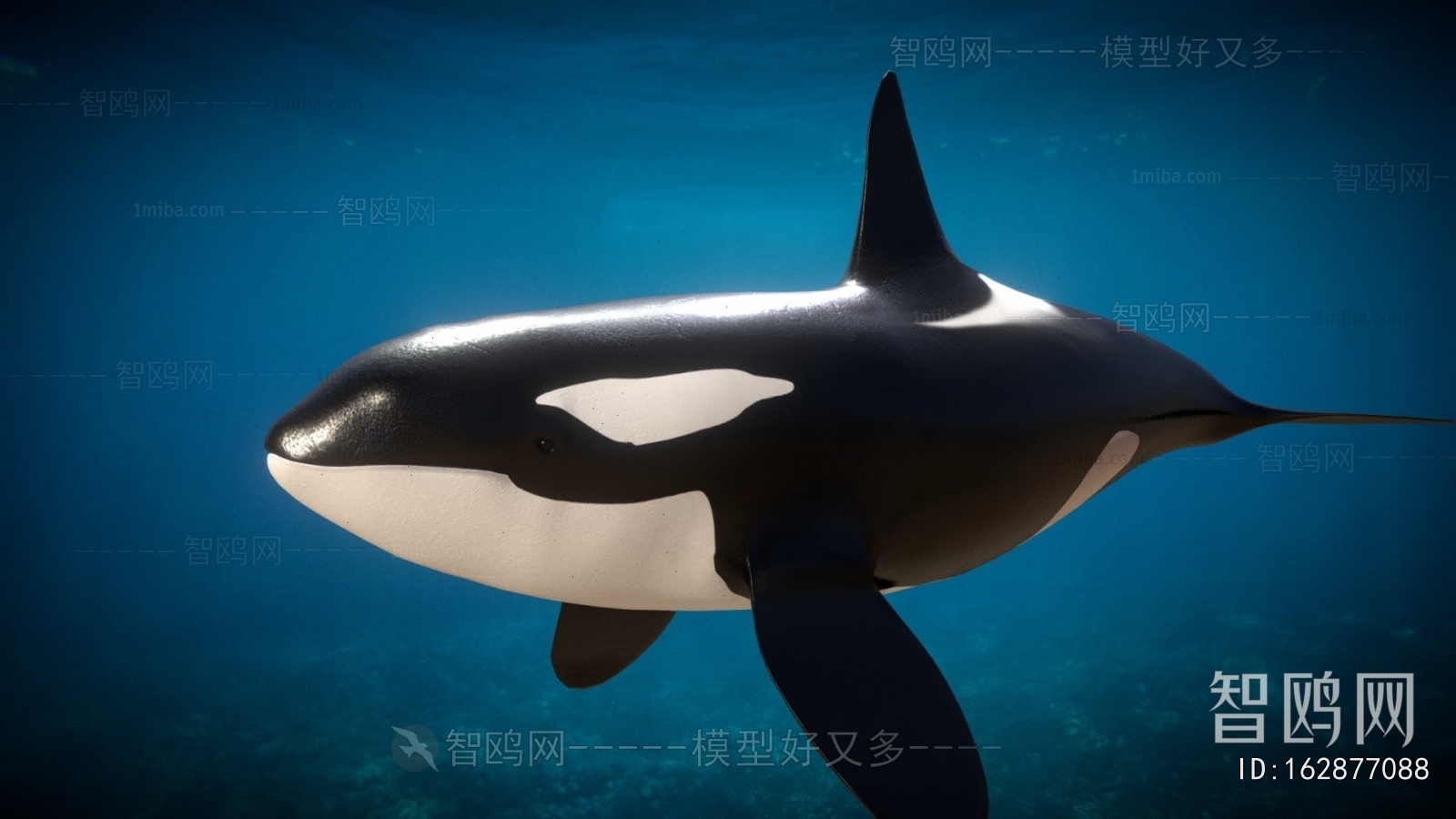 Modern Aquatic Animals