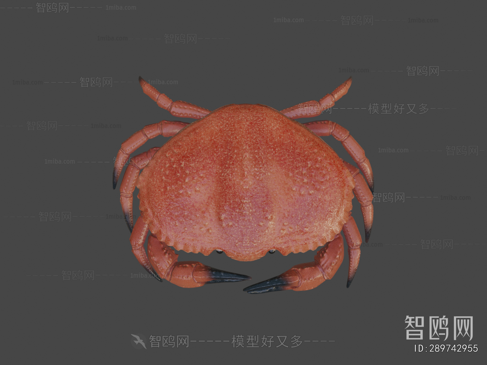 Modern Animal
