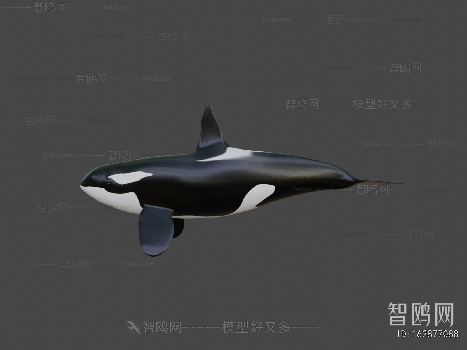 Modern Aquatic Animals