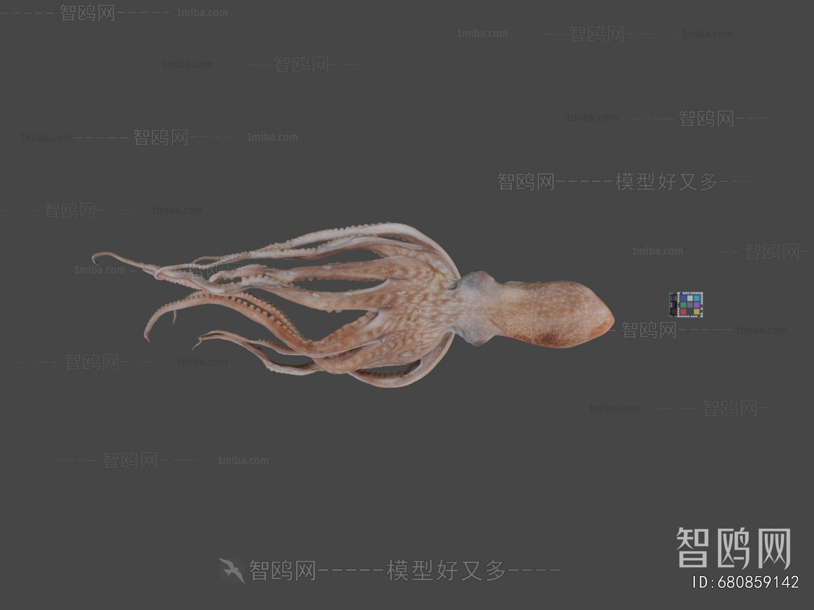 Modern Animal