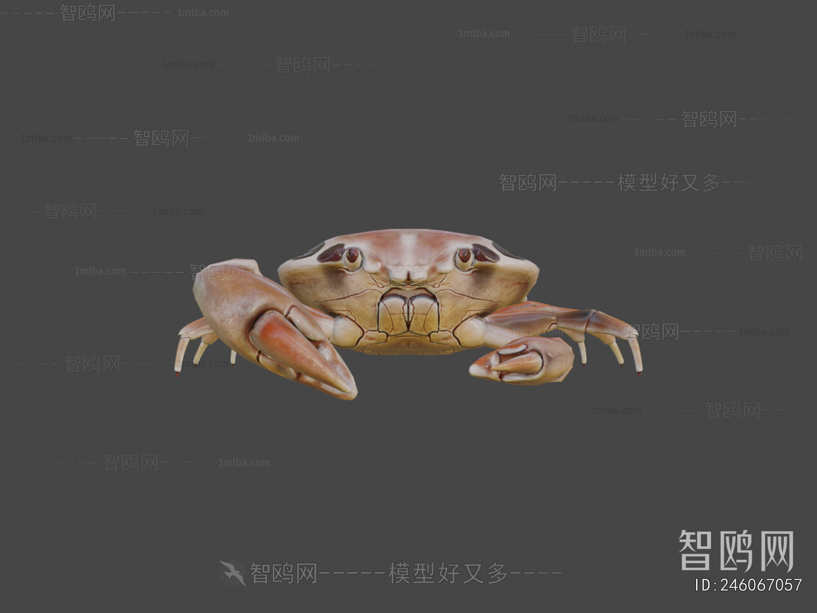 Modern Animal