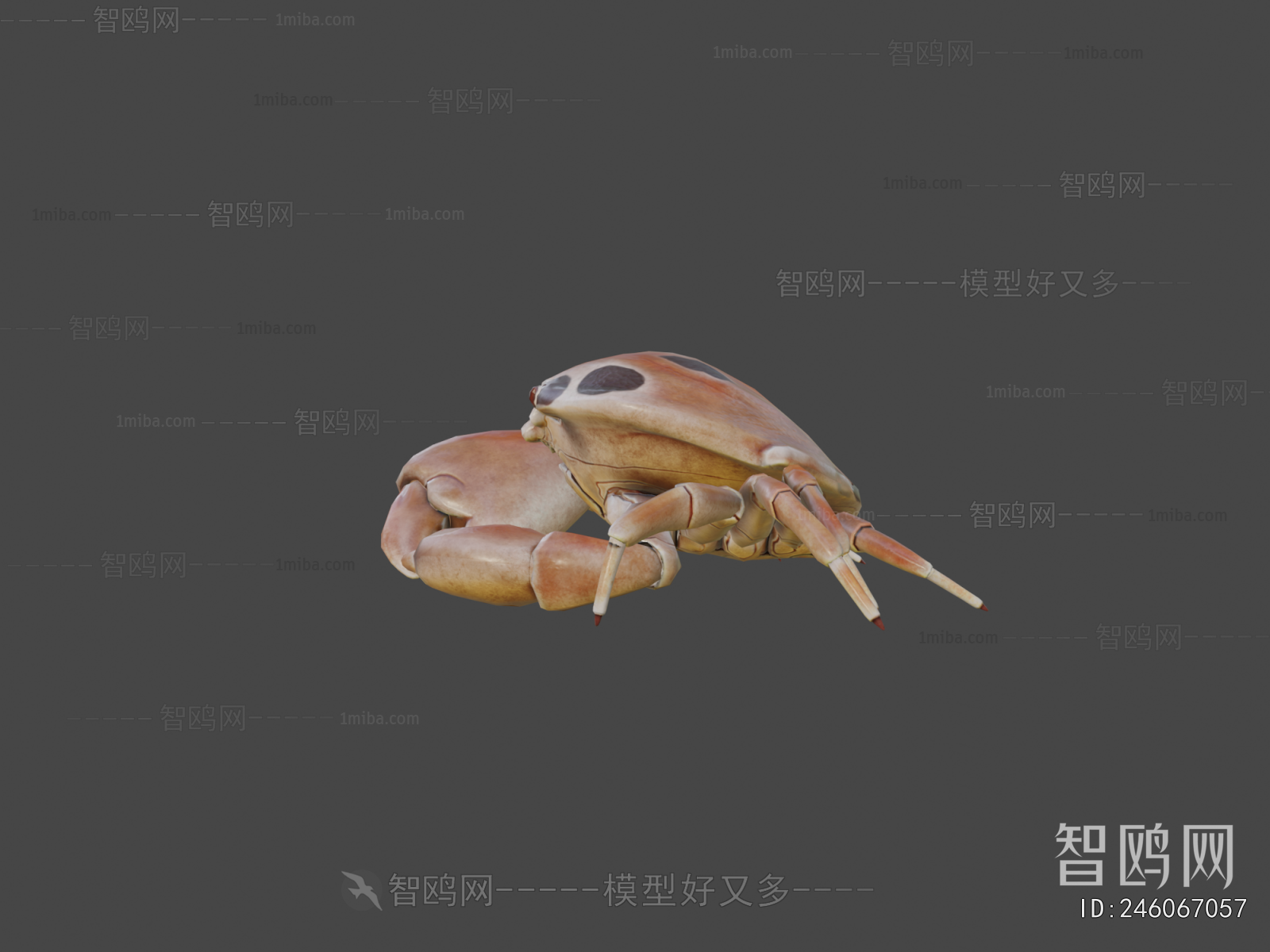 Modern Animal