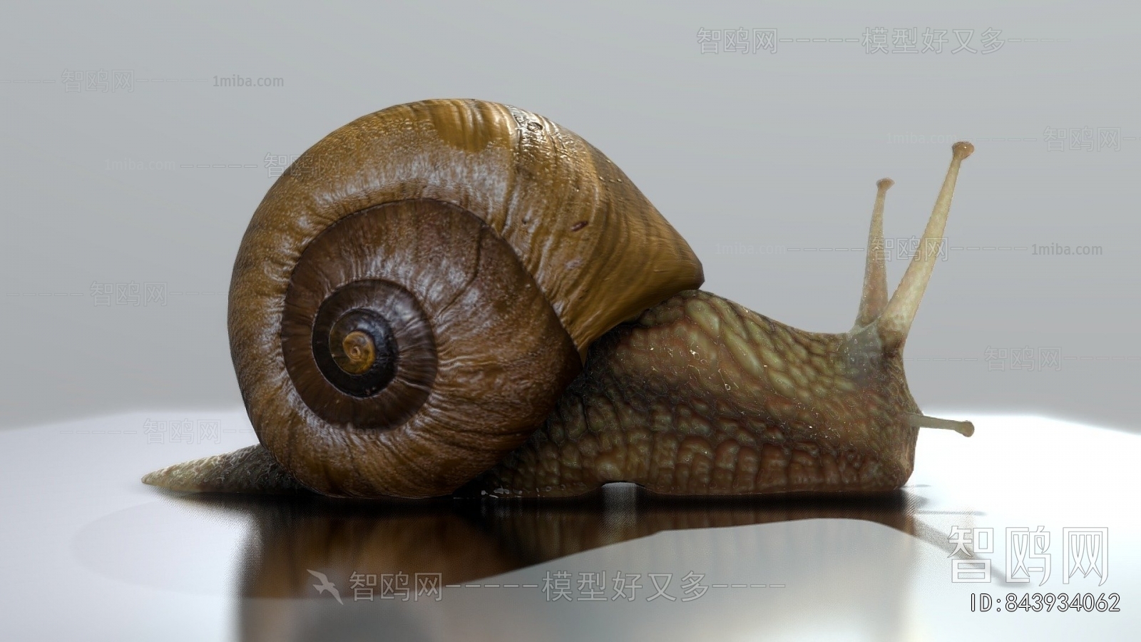 Modern Reptile