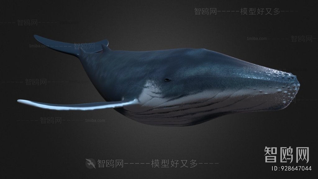 Modern Aquatic Animals