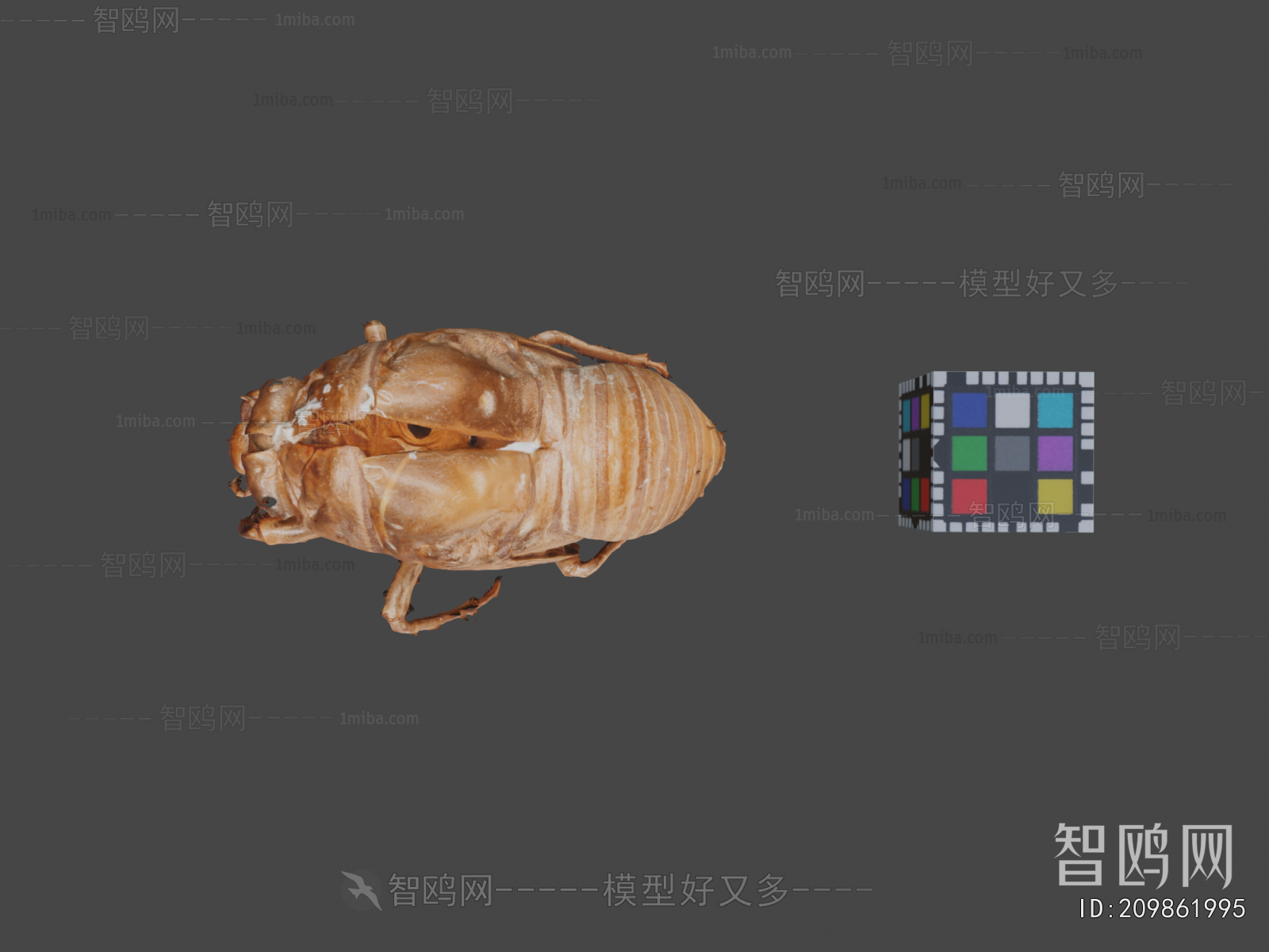 Modern Animal