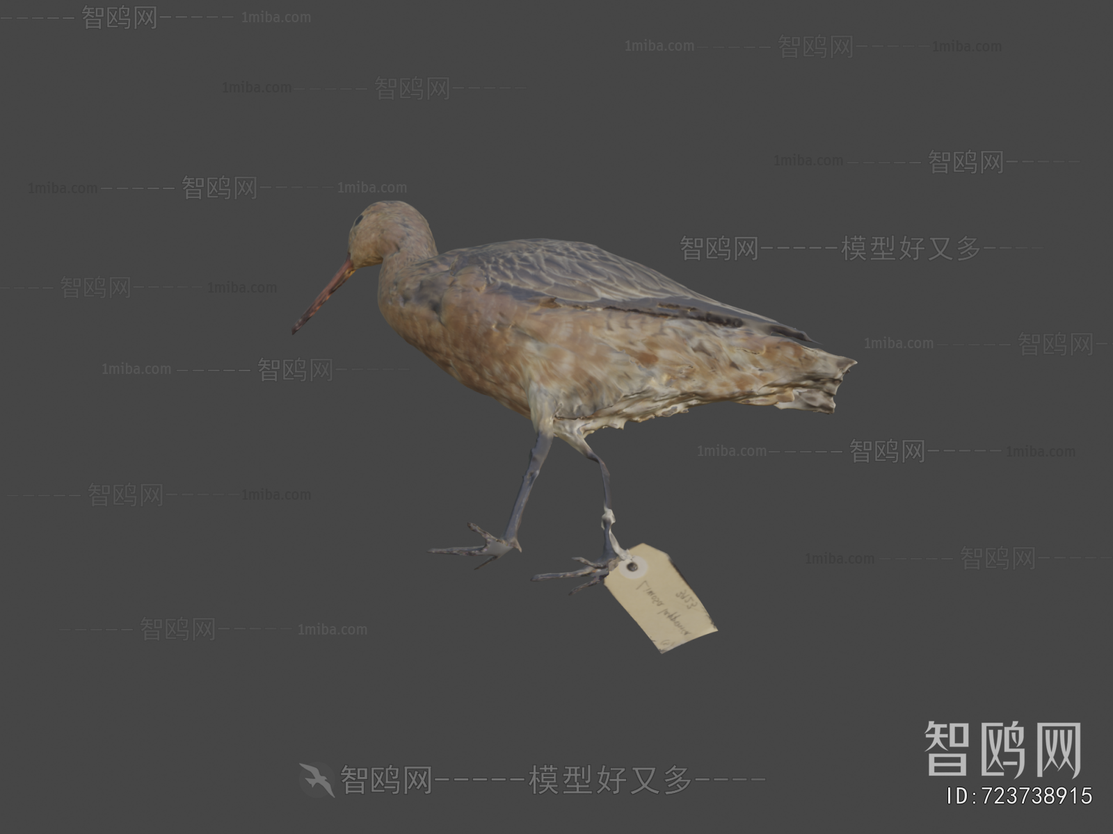 Modern Animal