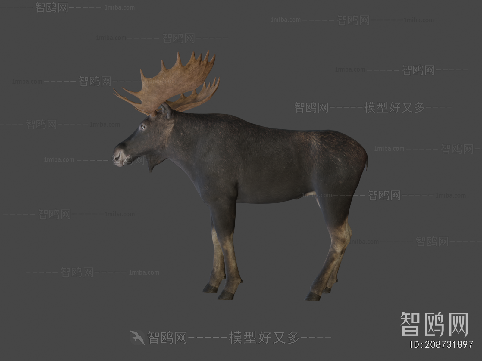 Modern Animal