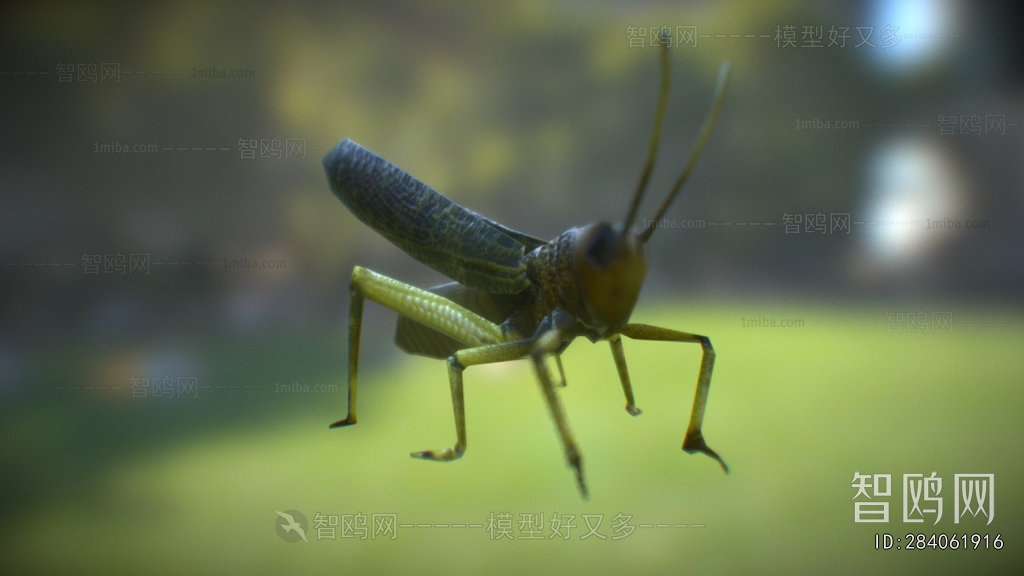 Modern Animal