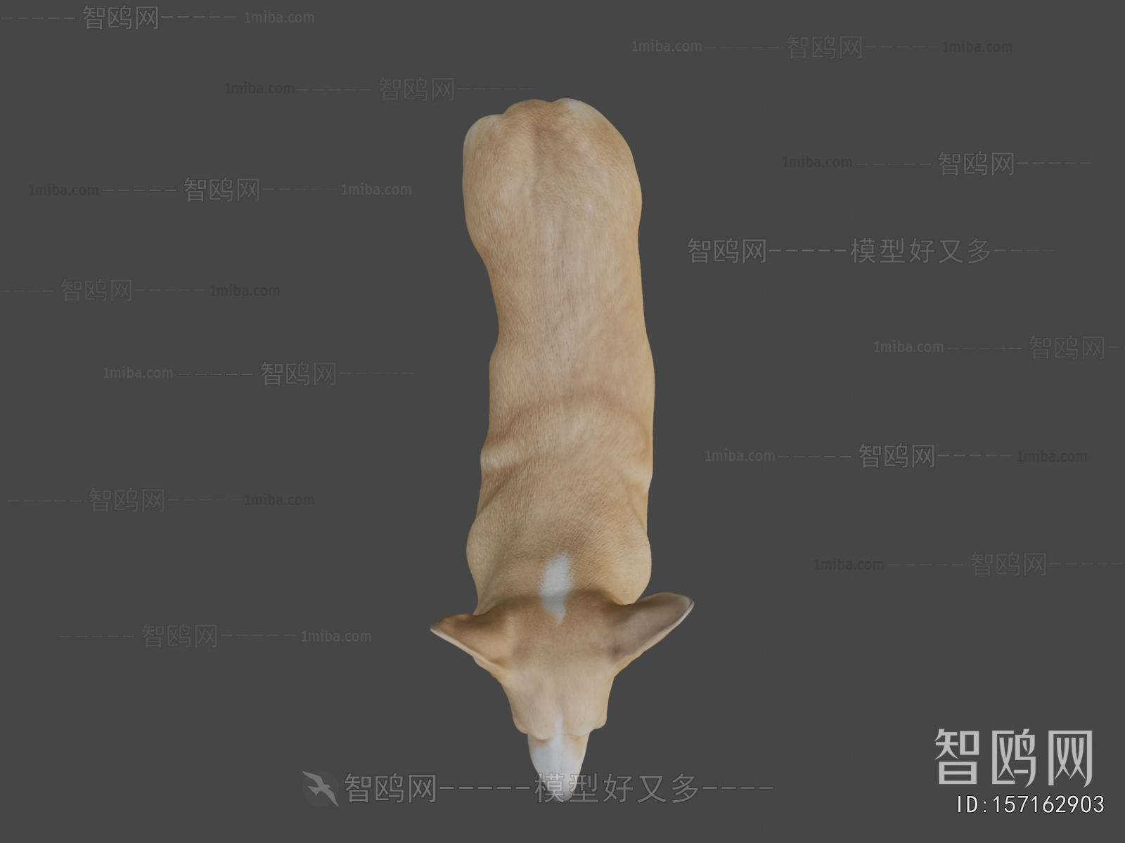 Modern Mammal