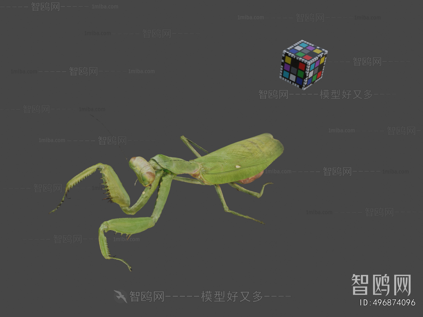 Modern Animal