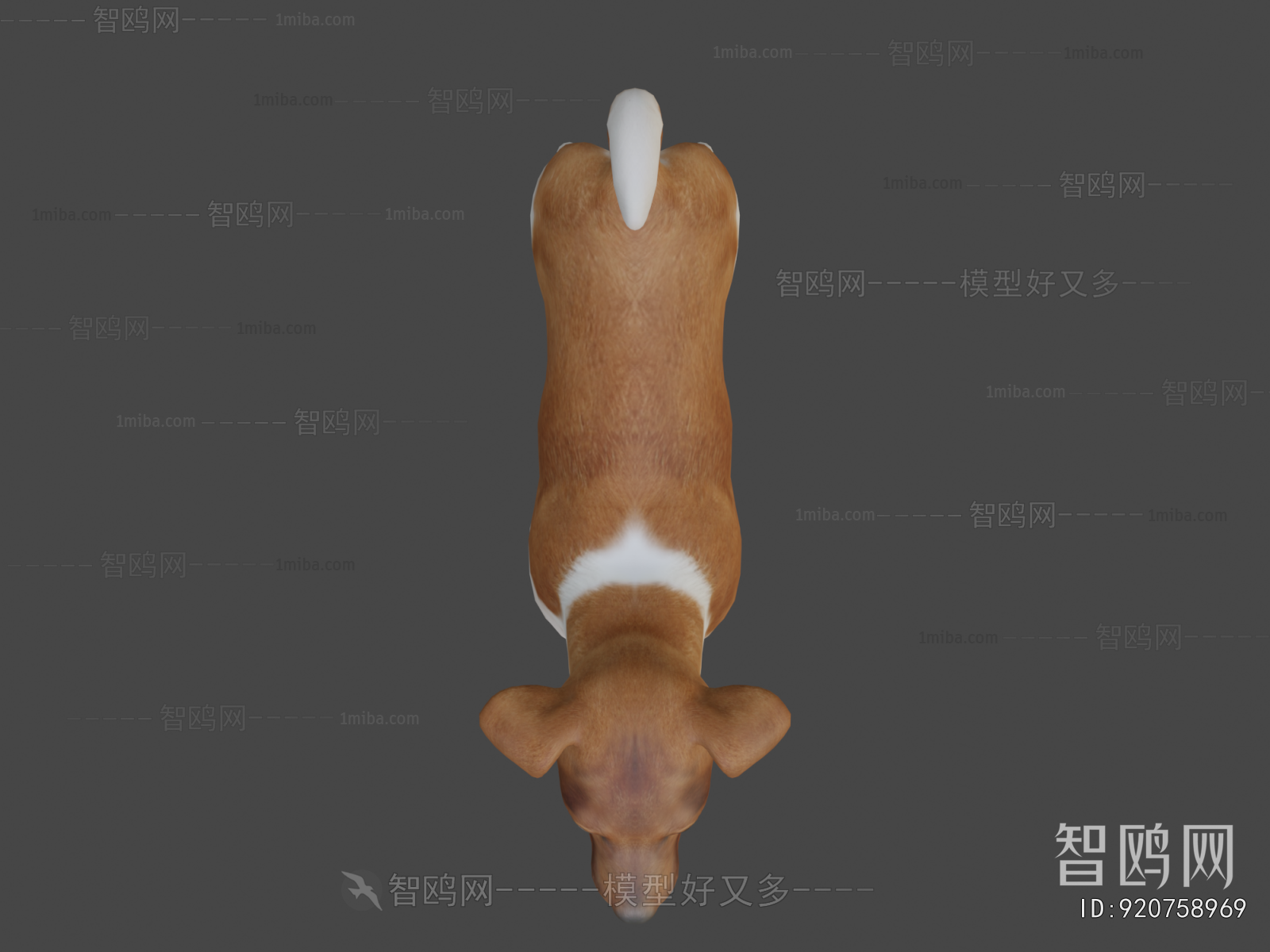 Modern Animal