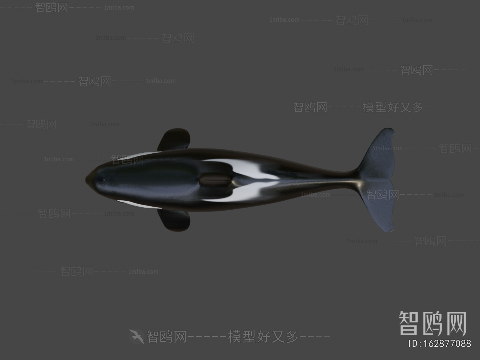 Modern Aquatic Animals