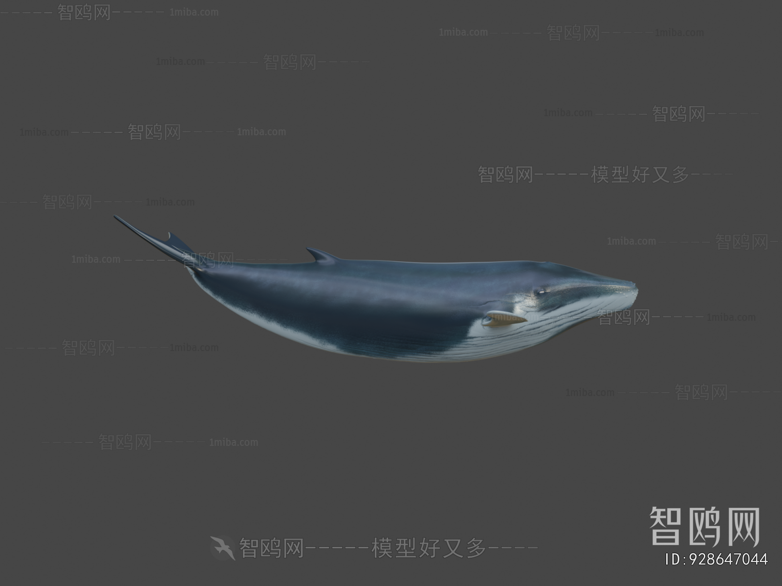 Modern Aquatic Animals