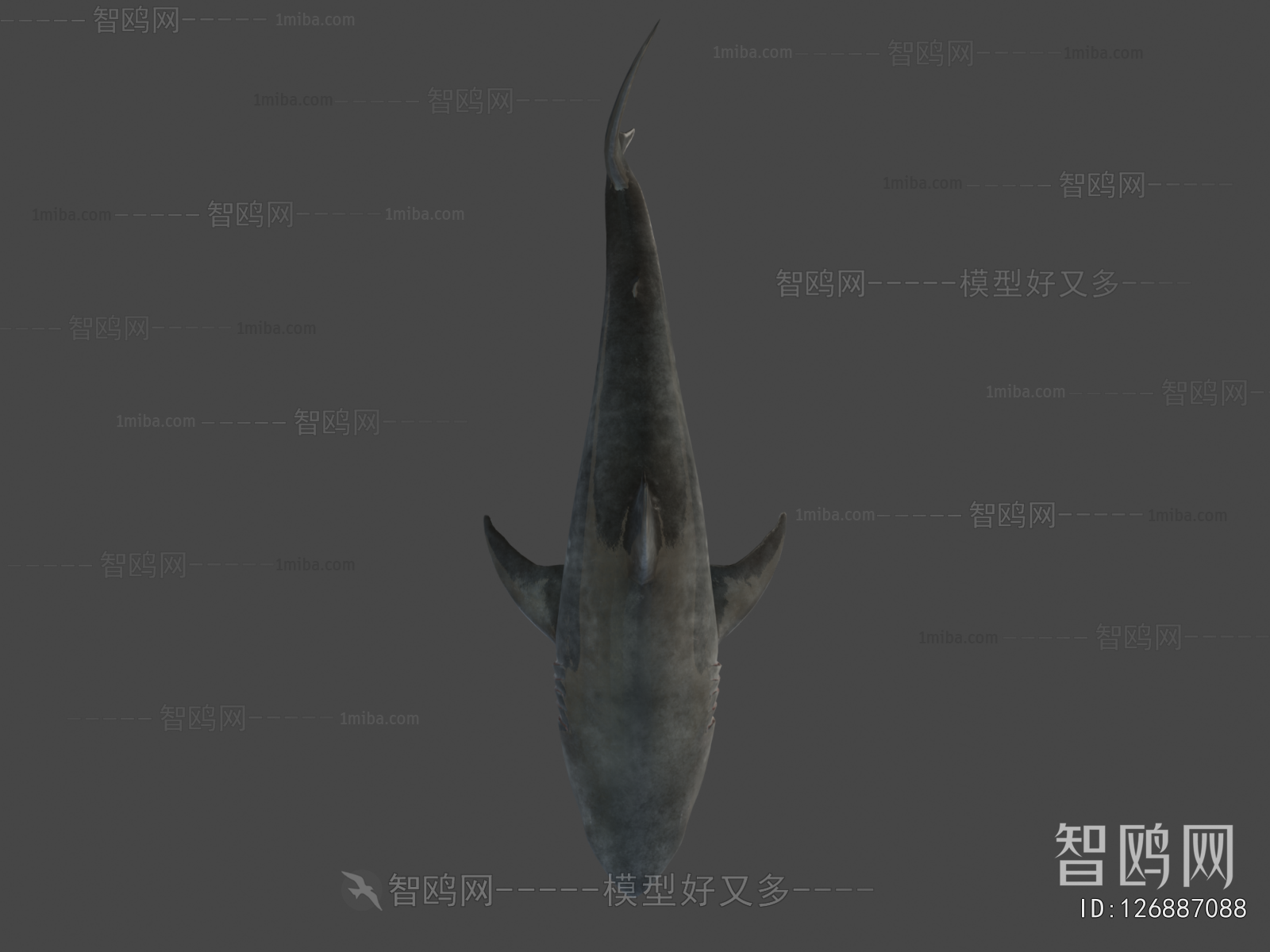 Modern Aquatic Animals