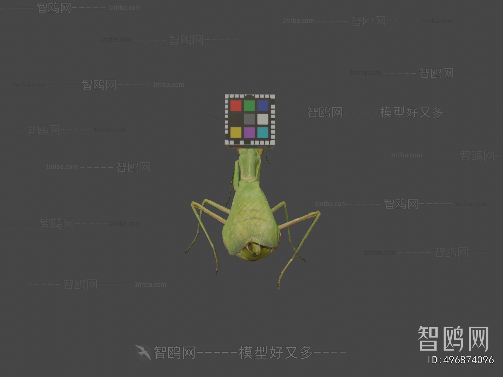 Modern Animal