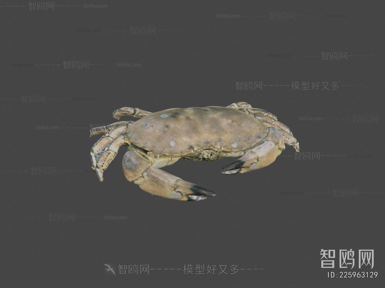 Modern Animal