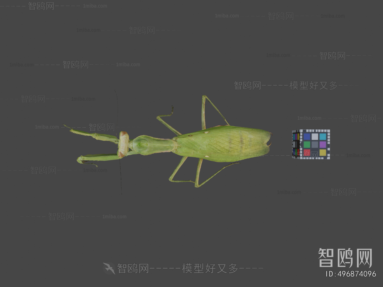 Modern Animal