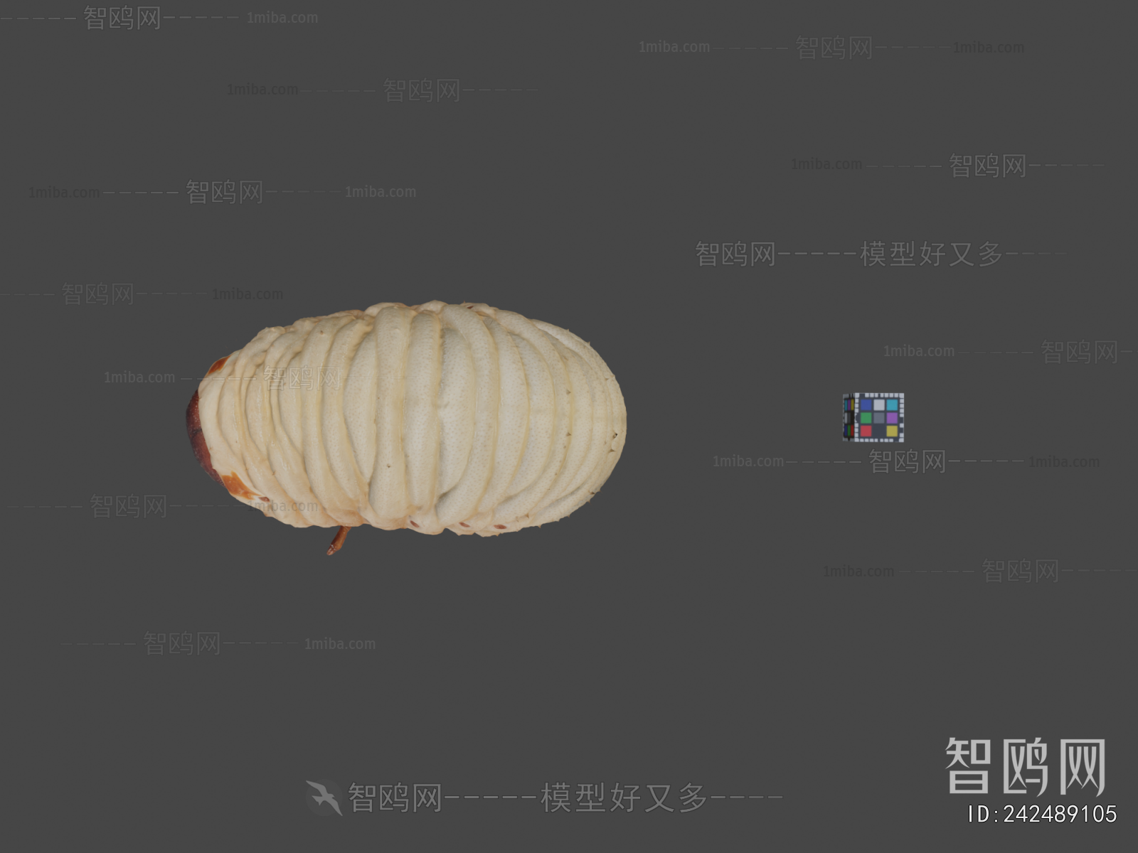 Modern Other Animals