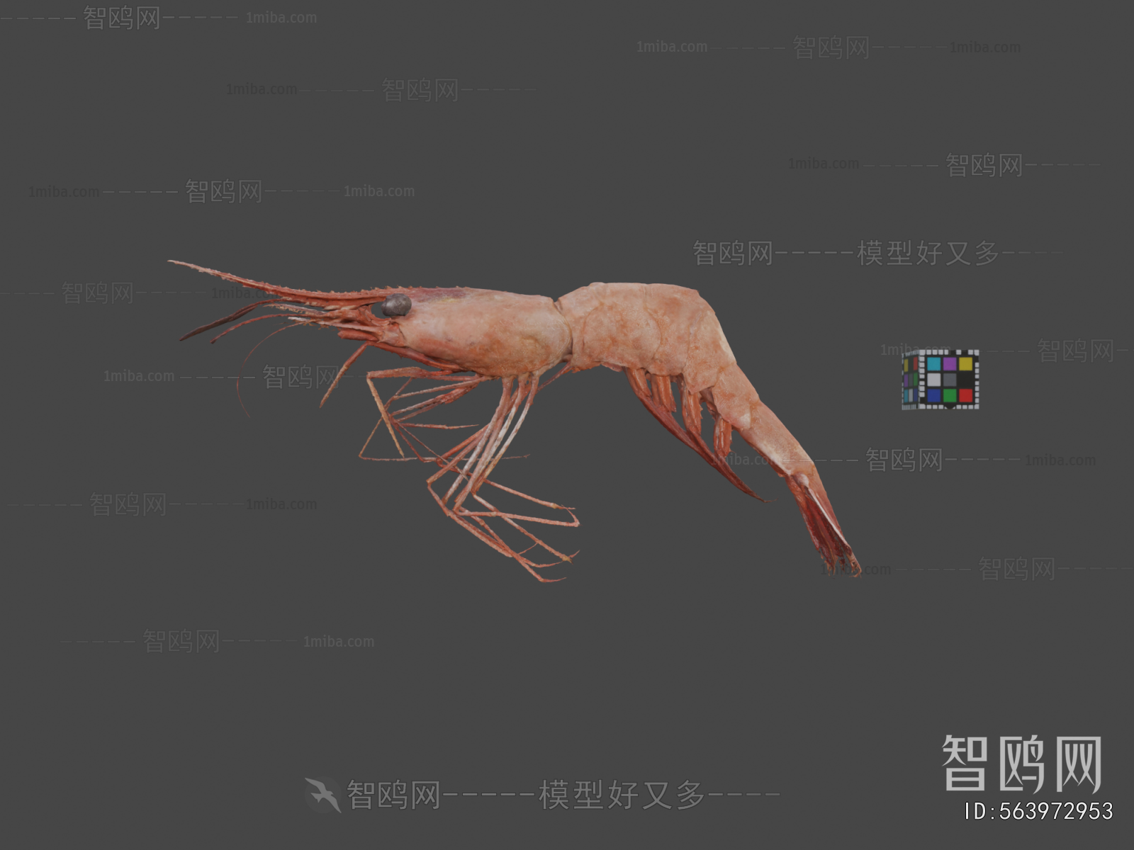 Modern Animal