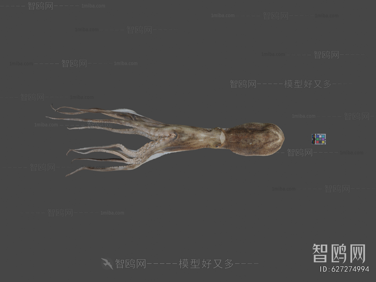 Modern Aquatic Animals