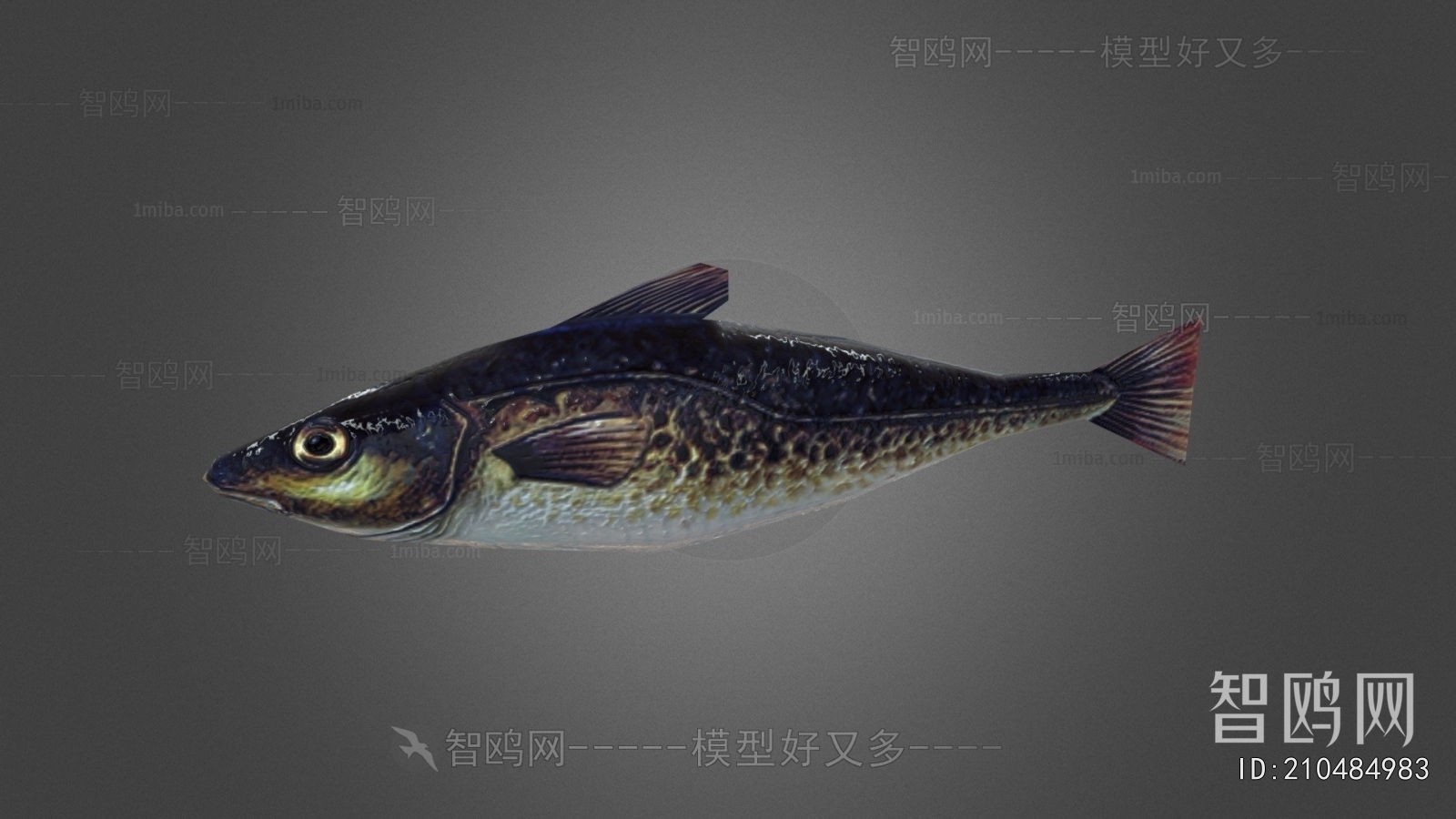 Modern Aquatic Animals