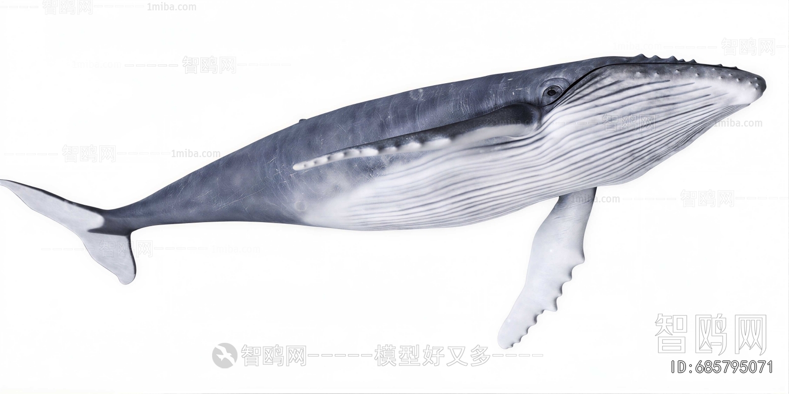 Modern Aquatic Animals