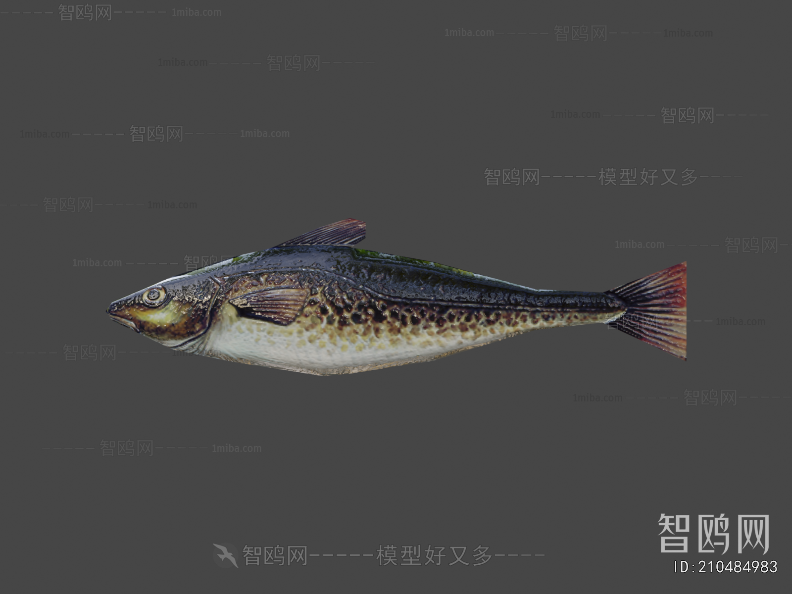 Modern Aquatic Animals