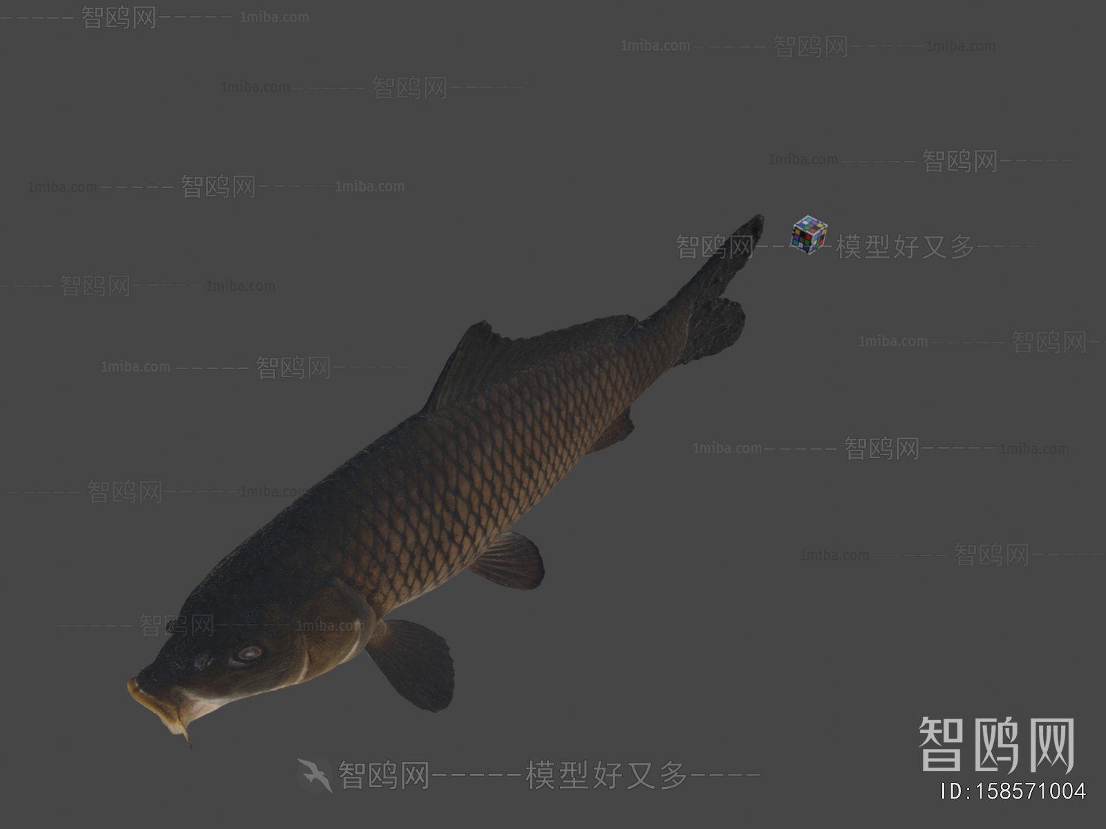 Modern Aquatic Animals