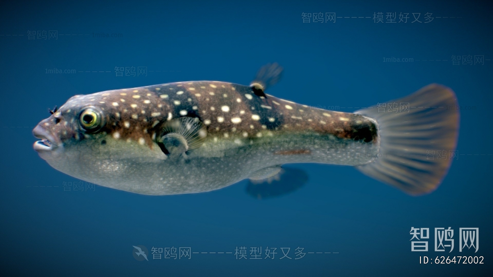 Modern Aquatic Animals