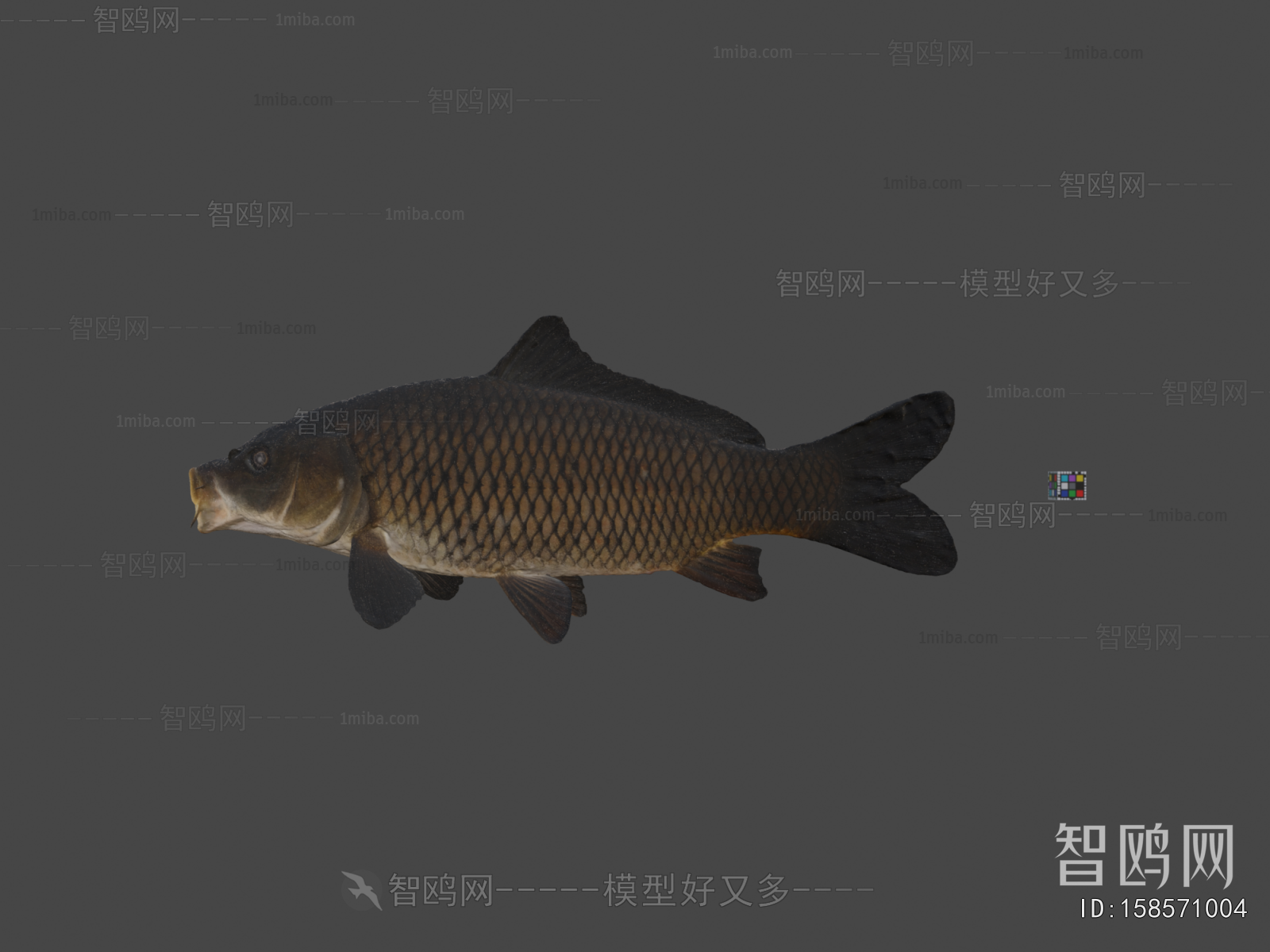 Modern Aquatic Animals