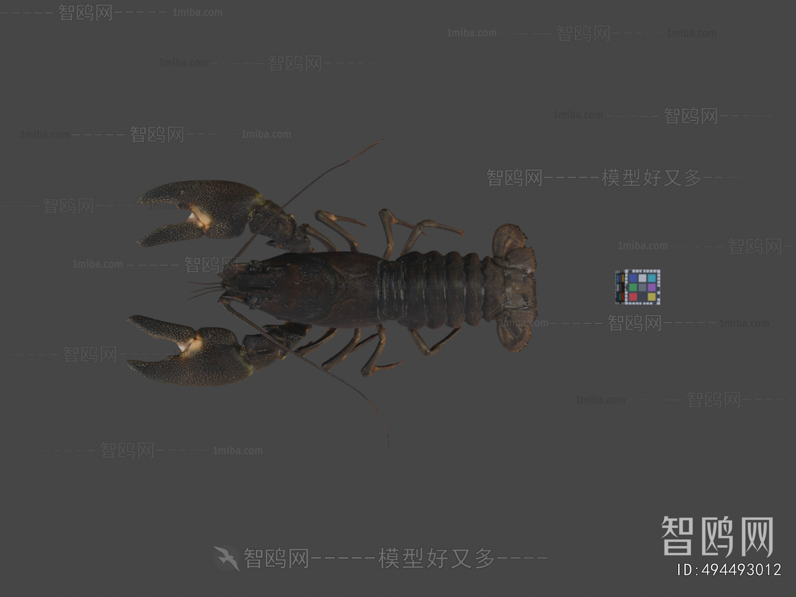 Modern Animal