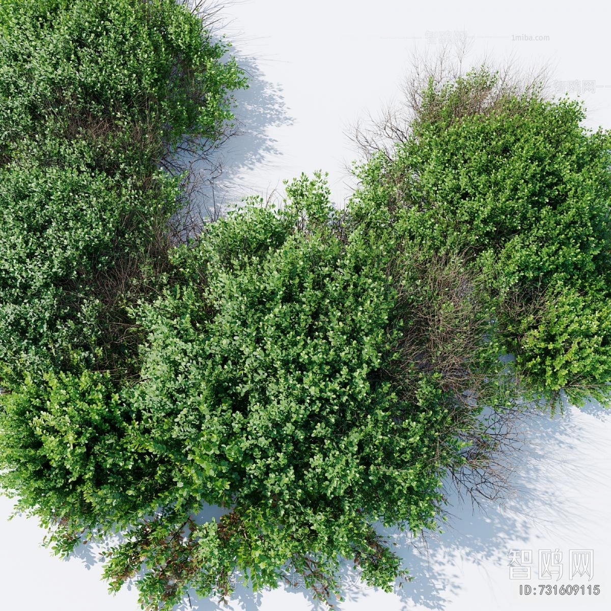 Modern Shrubbery