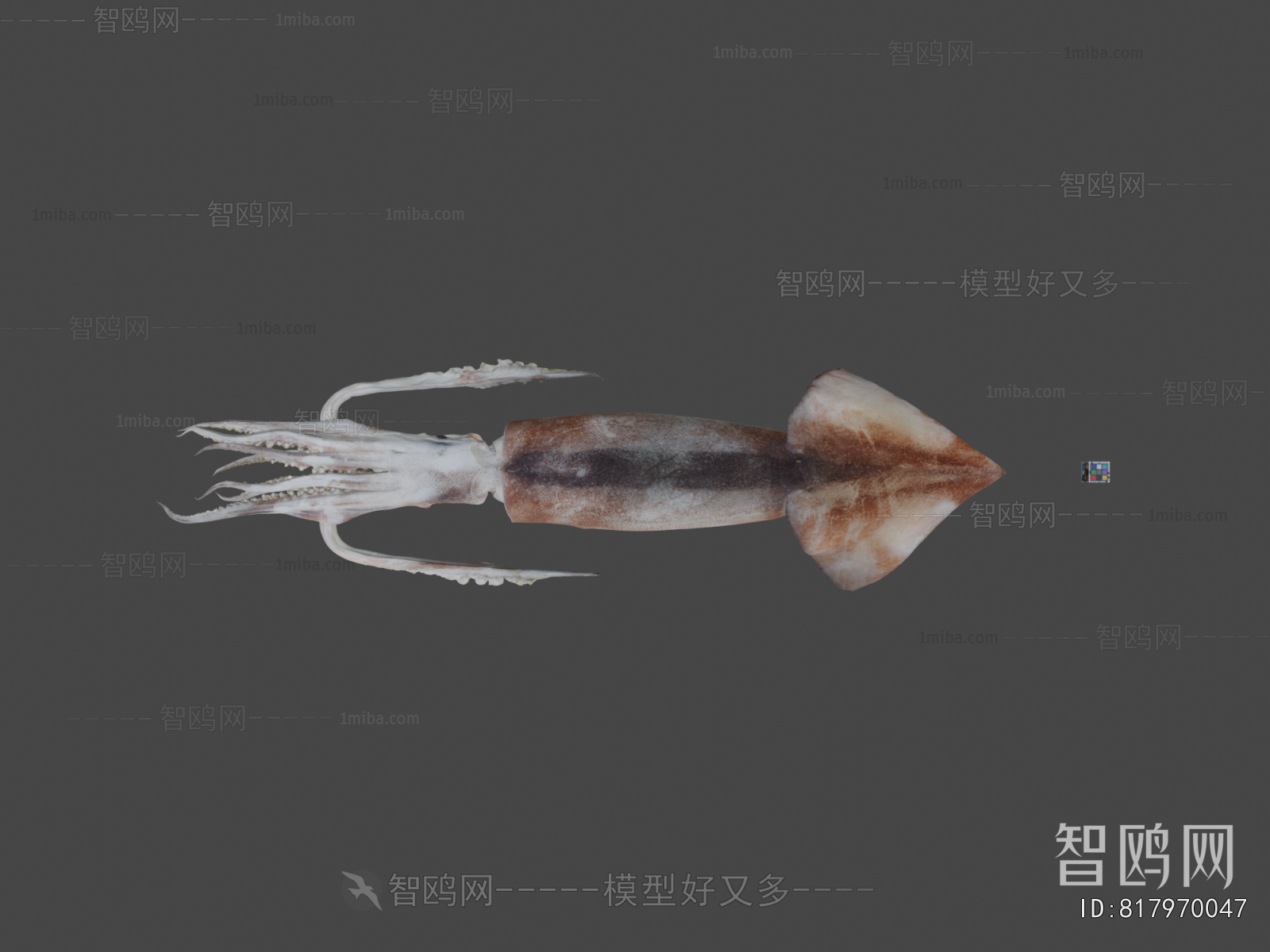 Modern Aquatic Animals