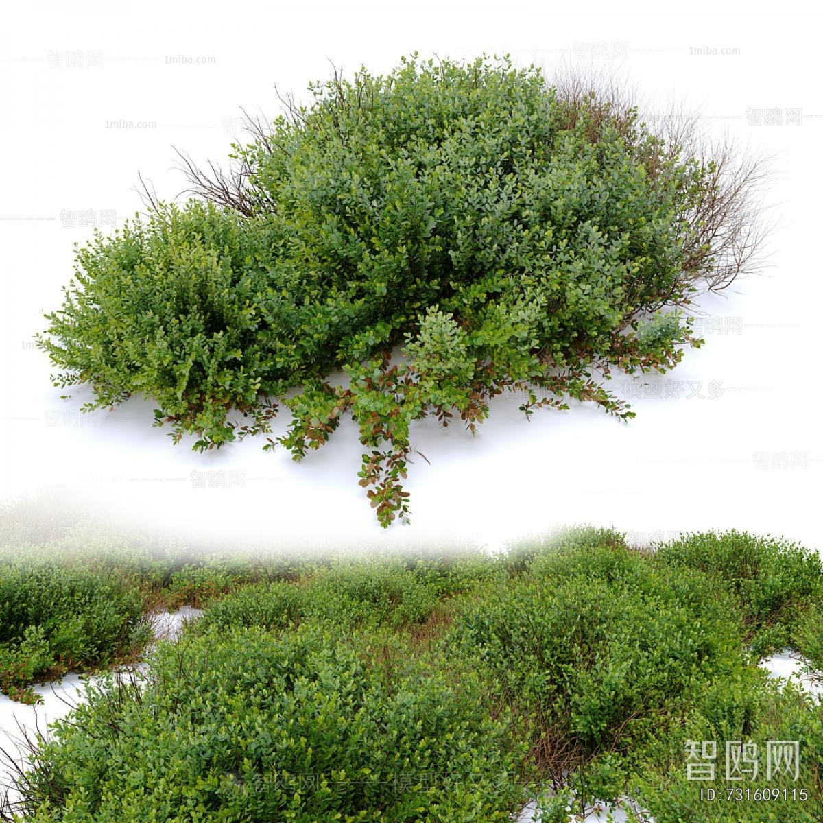 Modern Shrubbery