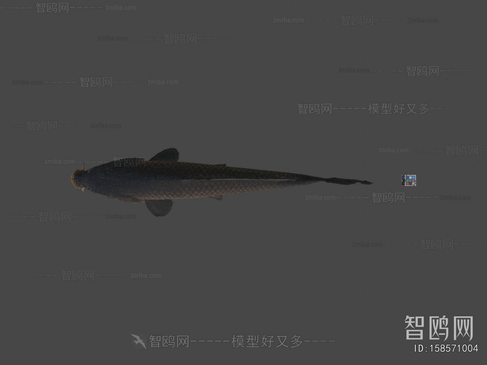 Modern Aquatic Animals