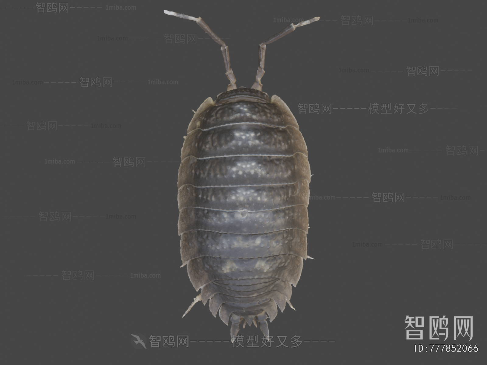 Modern Animal