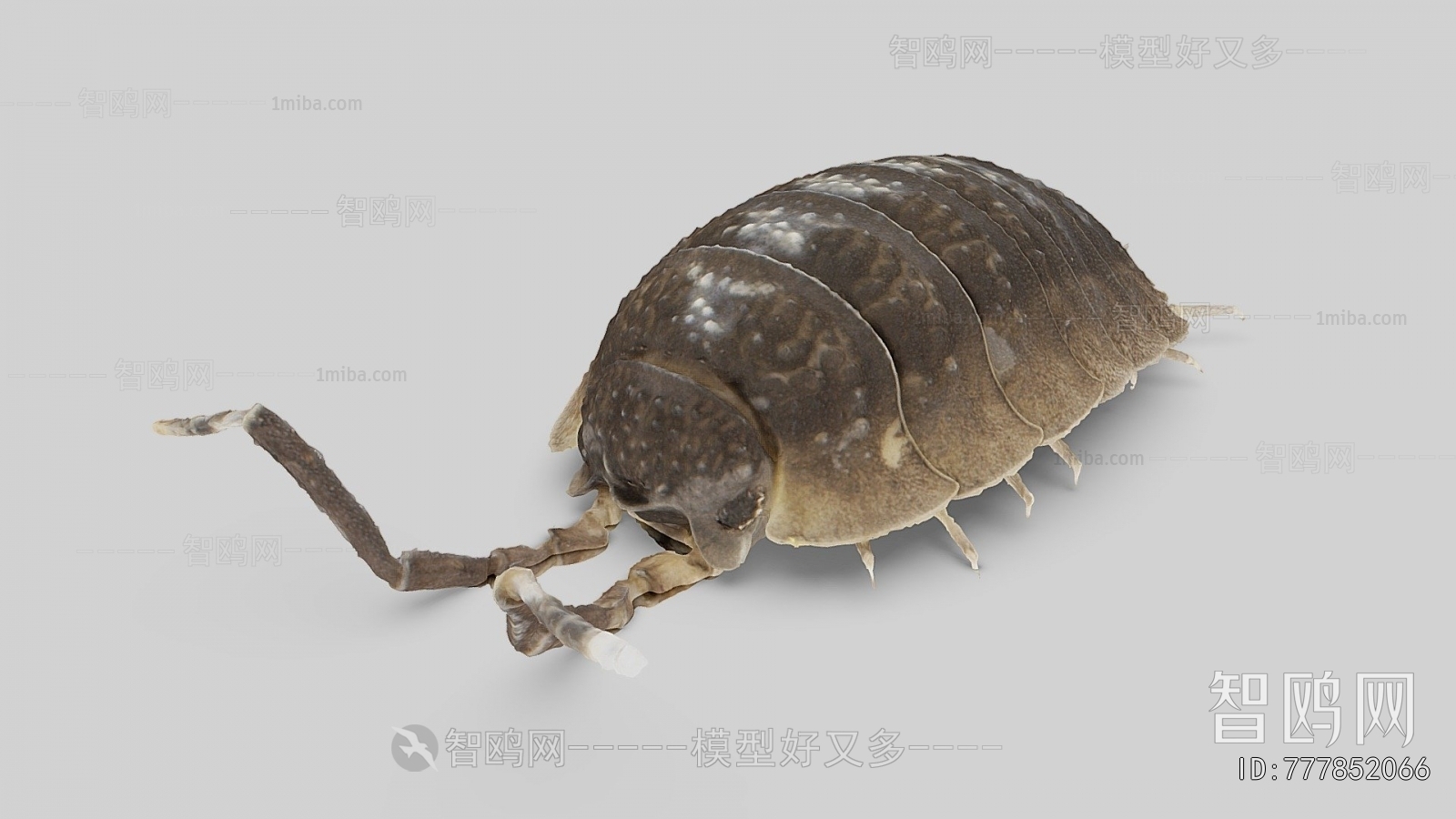 Modern Animal