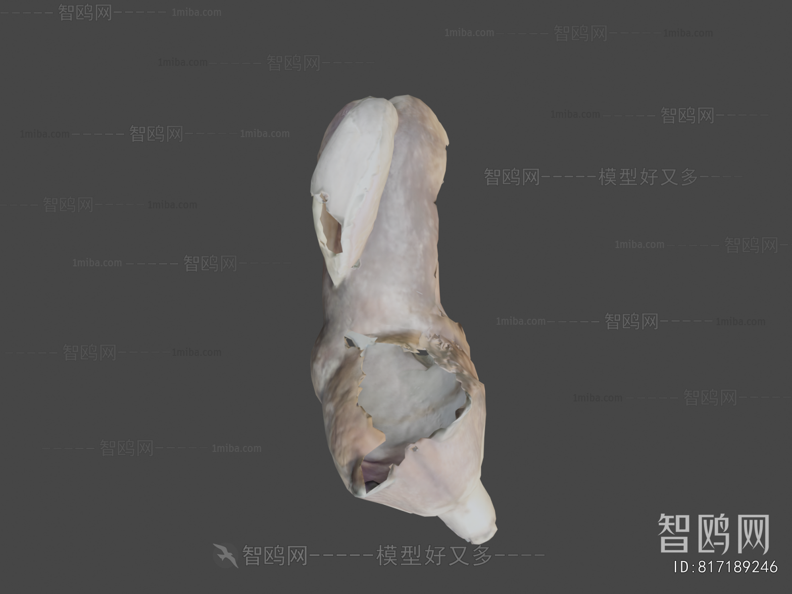 Modern Mammal