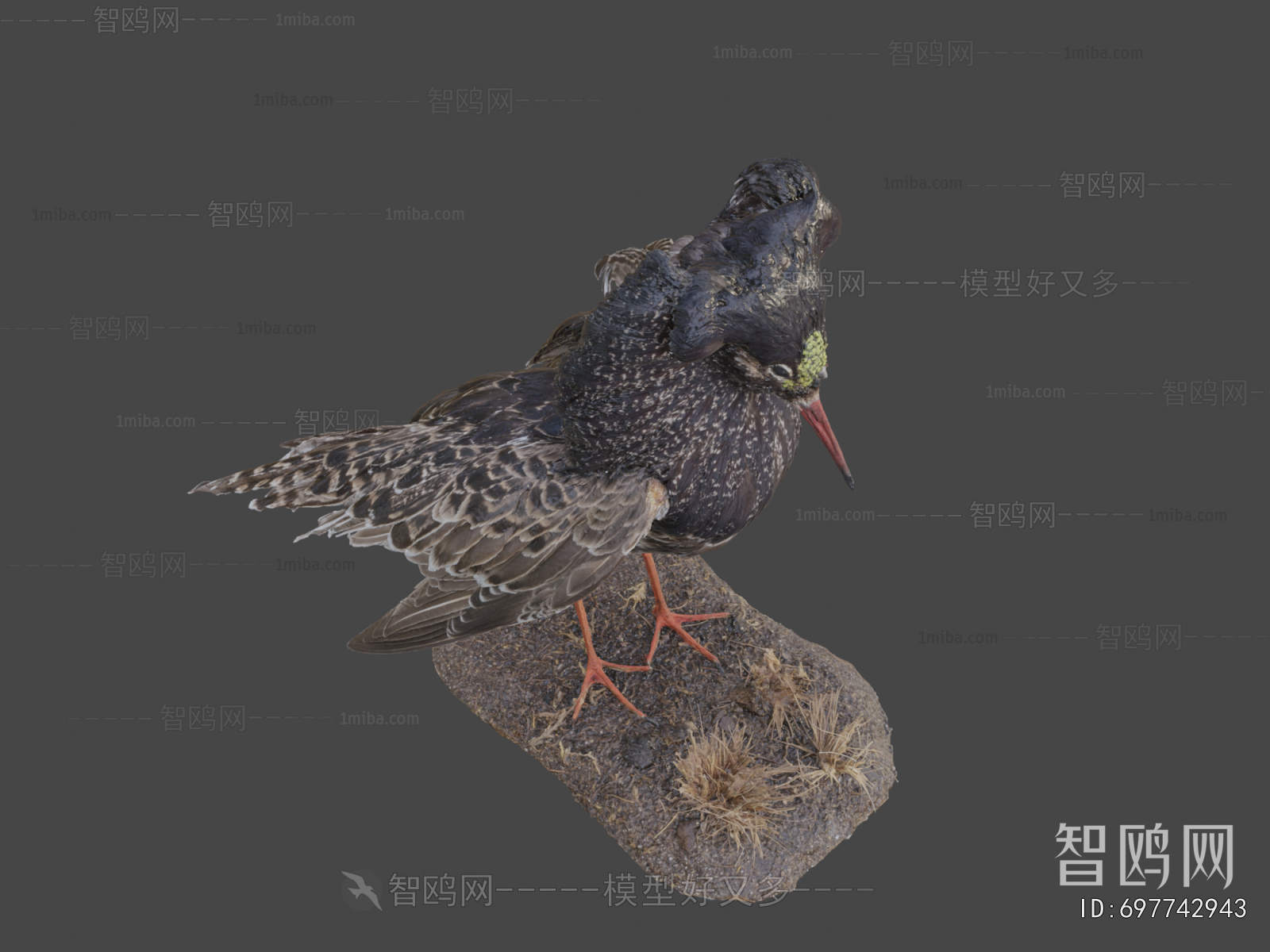 Modern Flying Animals