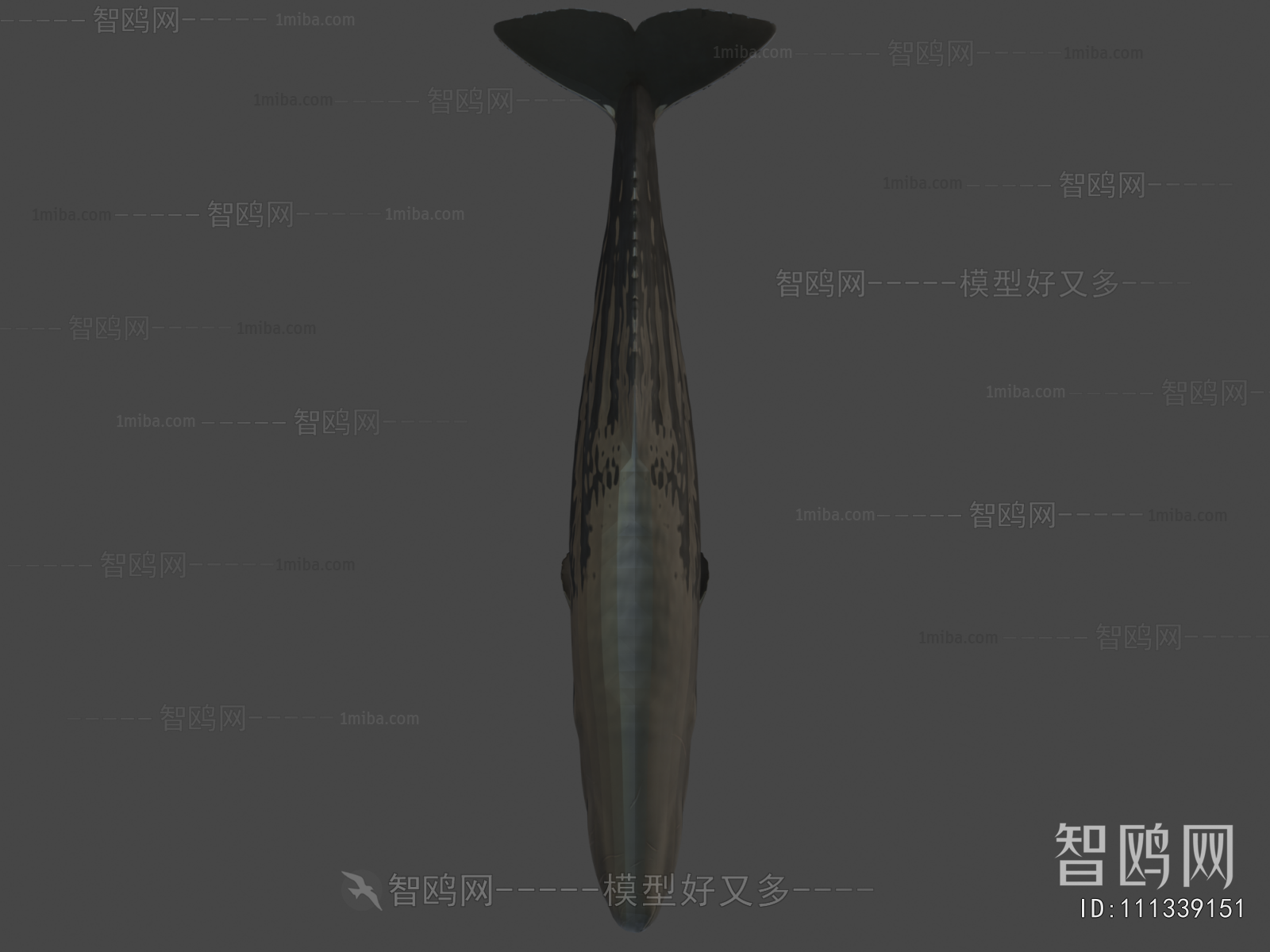 Modern Animal