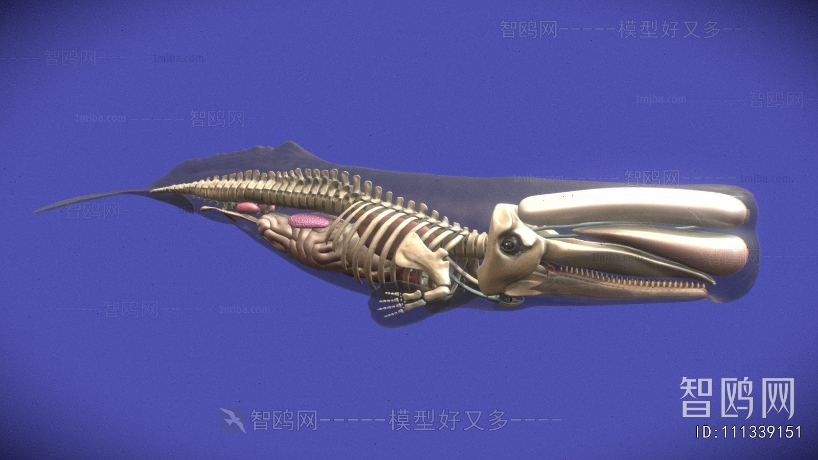 Modern Animal
