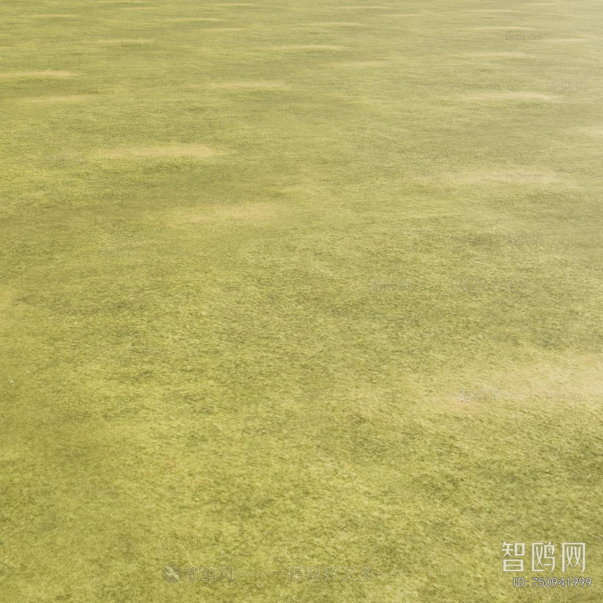 Modern The Grass
