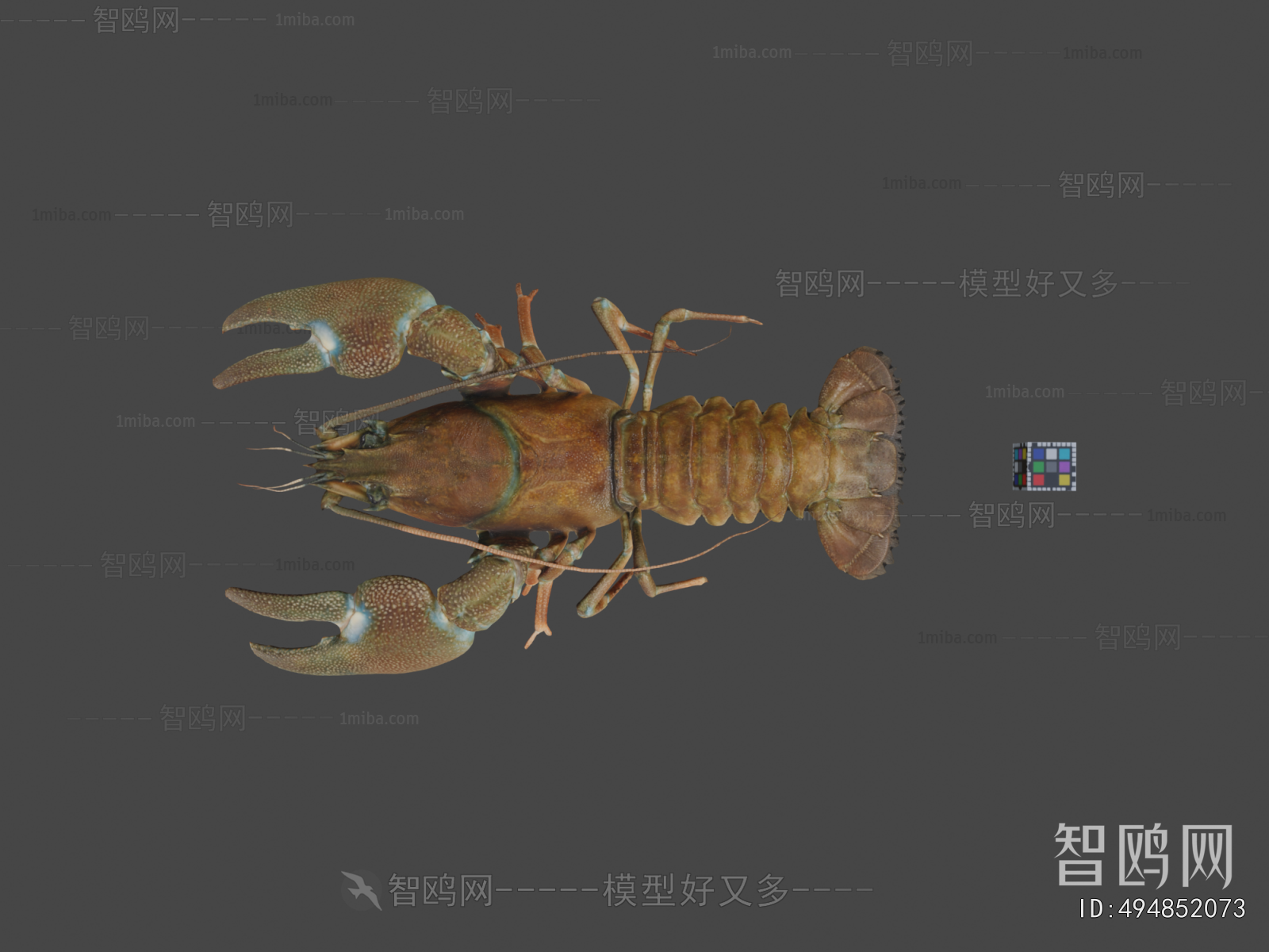 Modern Animal